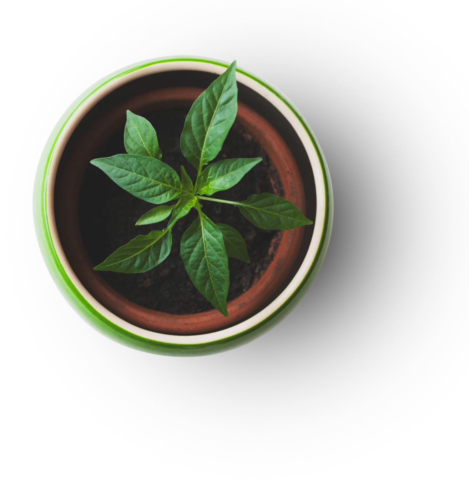 Plant Image with Pot